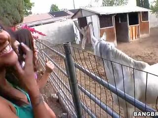 Chicks ngisep at the horse farm clip